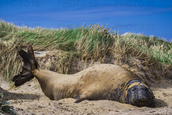 Southern elephant seal (Mirounga leonina)