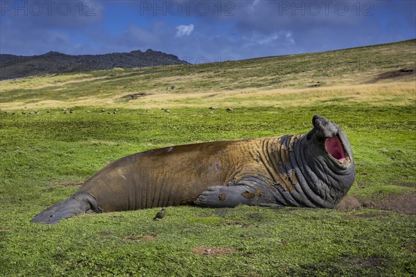 Southern elephant seal (Mirounga leonina)