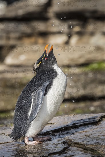 Rockhopper Penguin (Eudyptes chrysocome) cleans its plumage at a fresh water site