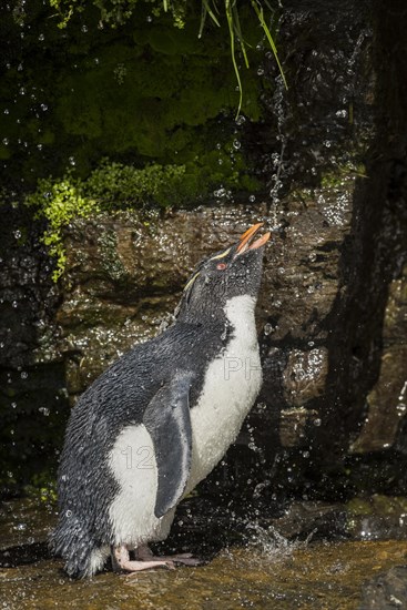 Rockhopper Penguin (Eudyptes chrysocome) cleans its plumage at a fresh water site