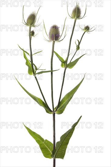 Wild teasel (Dipsacus fullonum) on white background