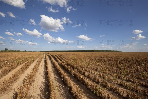 Mature Soybean ready to Harvest near Luis Eduardo Magalhaes