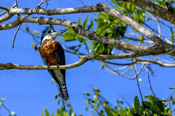 Ringed kingfisher (Megaceryle torquata)