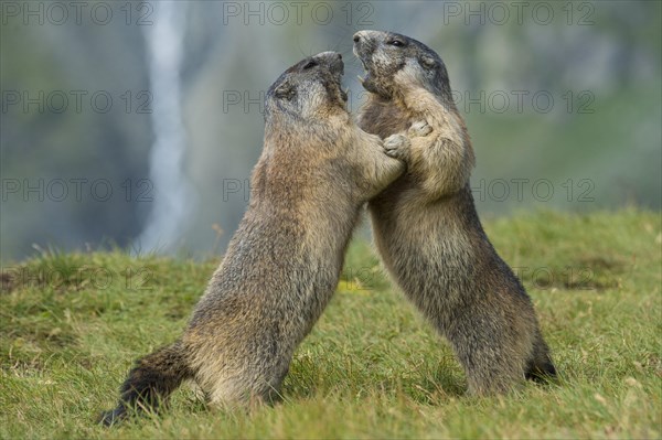 Fighting old animals of the (Marmota)