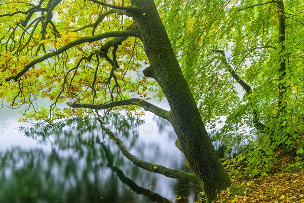 View of the lake Schmaler Luzin in the Feldberger Seenlandschaft in autumn