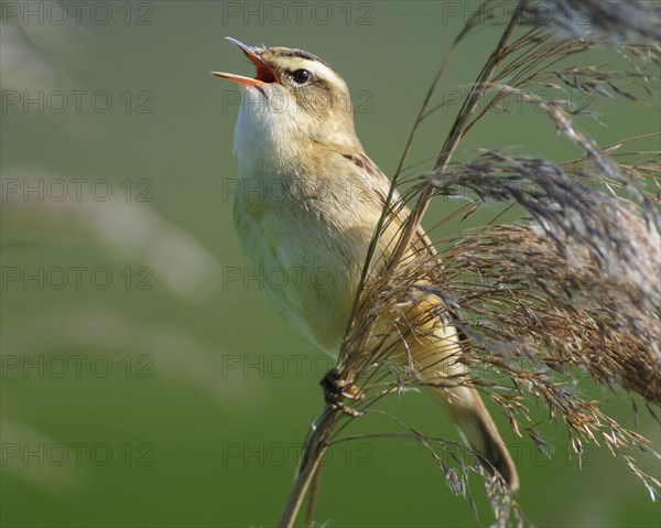 Sedge warbler (Acrocephalus schoenobaenus) on the Ansitzwarte at the reeds in the Ochsenmoor