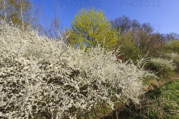 Flowering sloe hedge in spring