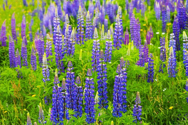 Lupines