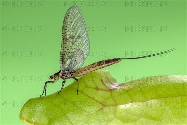 Mayfly (Ephemeroptera)