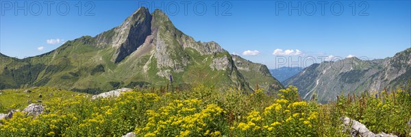 Wood Ragwort (Senecio ovatus)