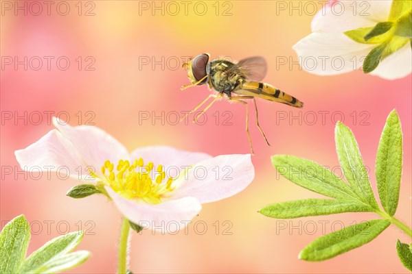 Marmalade hoverfly (Episyrphus balteatus ) flies to a flower of the finger shrub (Potentilla fruticosa)
