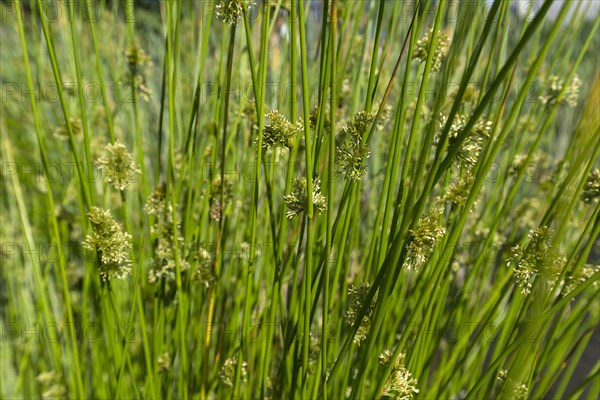 Soft rush (Juncus effusus )