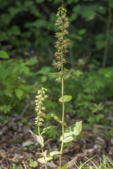 Broad-leaved helleborine (Epipactis helleborine ) Baden-Wuerttemberg