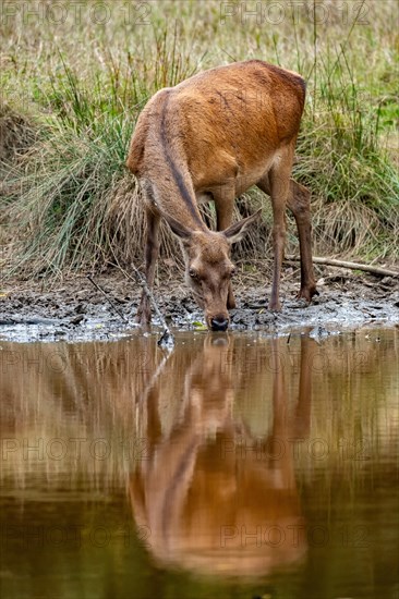 Red deercow (Cervus elaphus) drinks at a waterhole