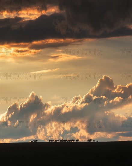 Mongolian steppe. Khentii province