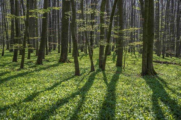 Beech forest with Ramsons (Allium ursinum)