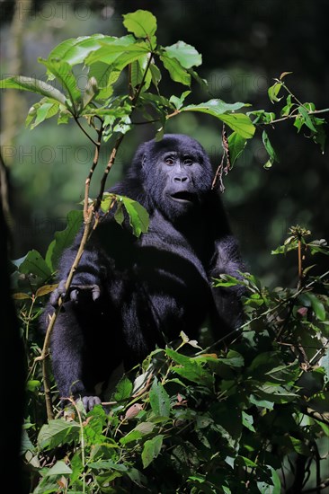 Mountain gorilla (Gorilla beringei beringei) Primates (Anthropoidea
