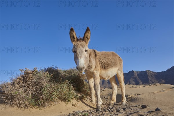 African wild ass (Equus africanus asinus ) at the beach