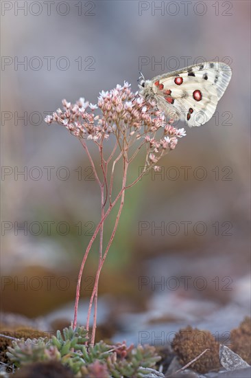 Apollo (Parnassius apollo) sitting on white stonecrop (Sedum album)