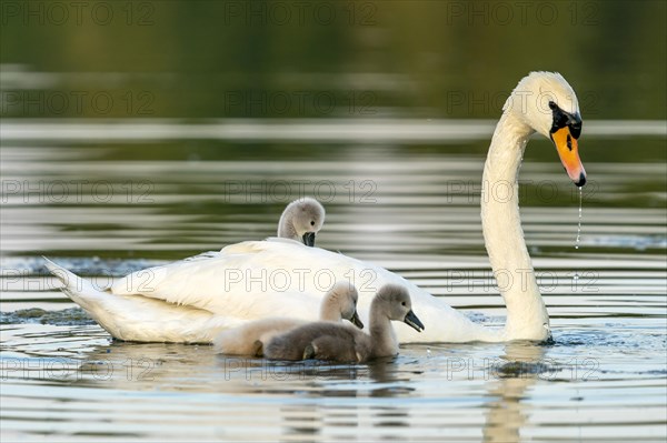 Mute swan (cygnus olor)