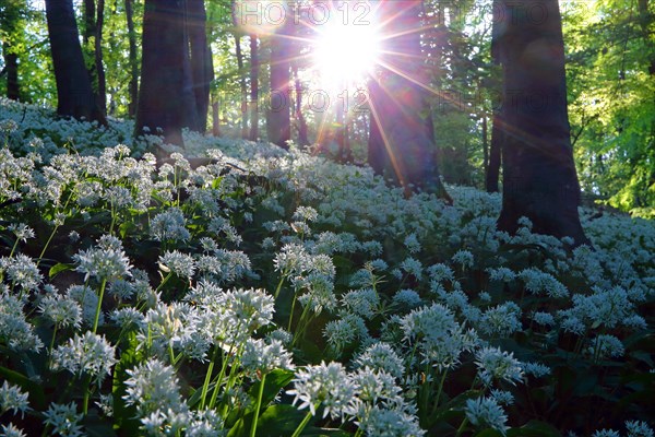 Bloomer (Allium ursinum)