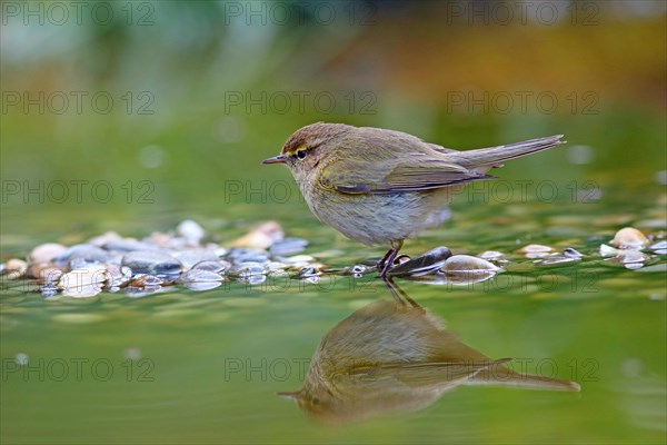 Common chiffchaff or (Phylloscopus collybita) stands in shallow water