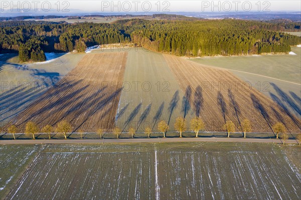 Row of trees with long shadows