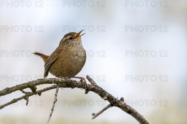 Eurasian wren (Troglodytes troglodytes) sitting on a branch and singing