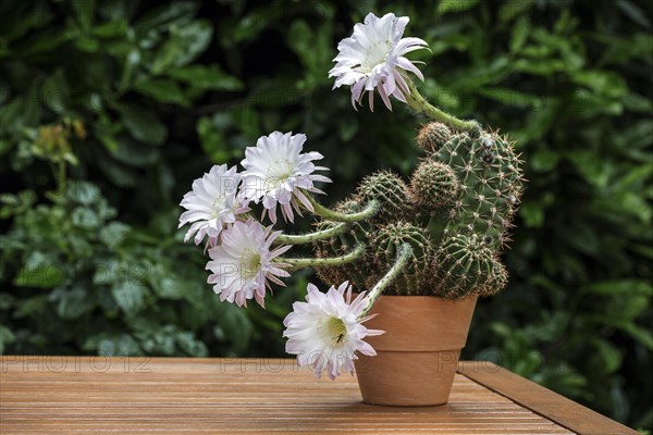 Cactus flowers