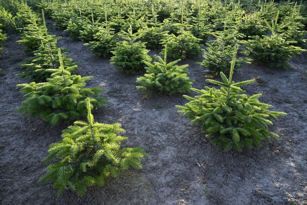 Reforestation of Nordmann firs as Christmas trees