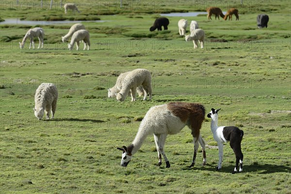 Llama (Llama glama ) with foals in front of grazing (Vicugna pacos )