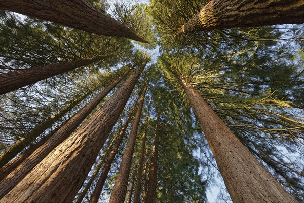 Group of Giant sequoiasn (Sequoiadendron giganteum) at sunrise