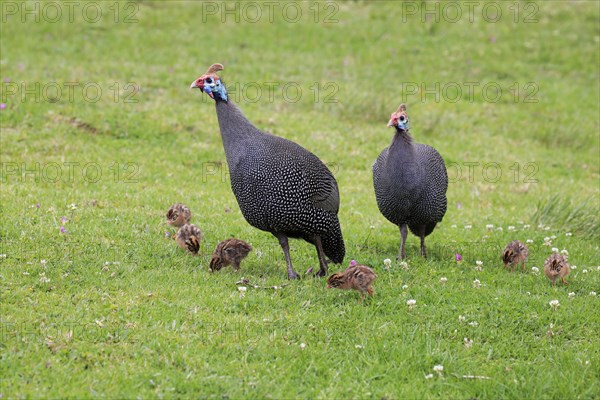 Helmeted guineafowl (Numida meleagris)