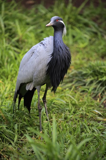 Demoiselle crane (Anthropoides virgo)