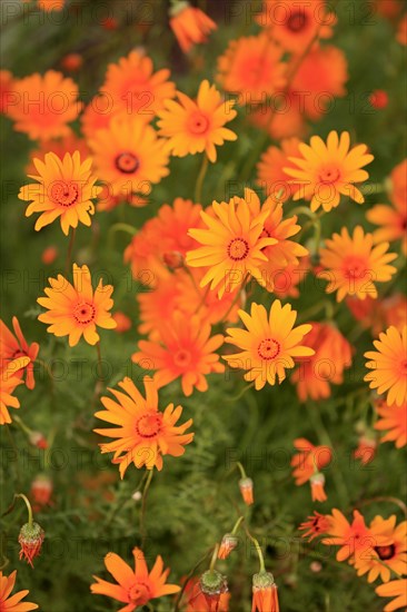 Namaqua parachute daisy (Ursinia calenduliflora )