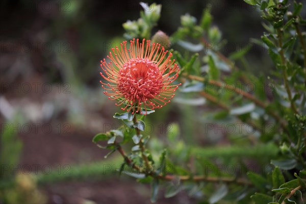 Pincuspid Protea