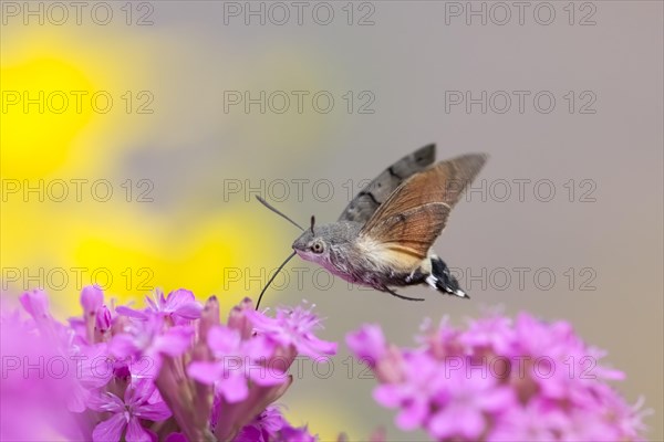 Hummingbird hawk-moth (Macroglossum stellatarum)