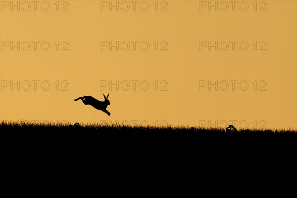 Brown hare (Lepus europaeus) adult leaping on a hill at sunset