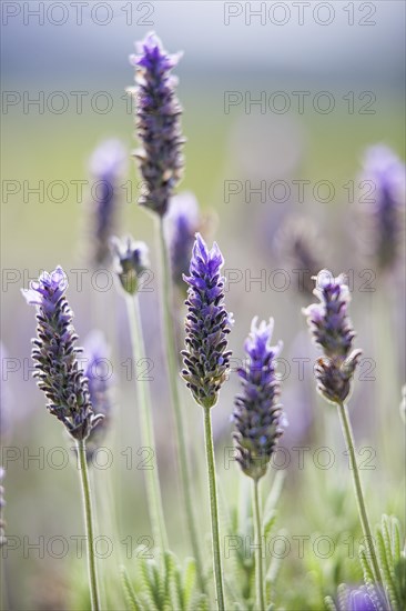 Lavender plantation at the eco farm Sao Benedito