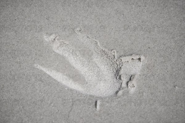 Footprint of a King Penguin (Aptenodytes patagonicus) in Sand