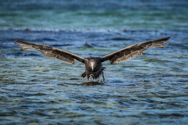 Southern giant petrel (Macronectes giganteus) lands on water