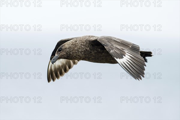 Great skua (Stercorarius skua) in flight