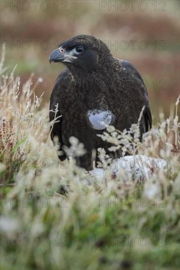 Striated Caracara (Phalcoboenus australis)