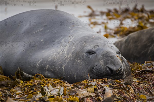 Southern elephant seal (Mirounga leonina)