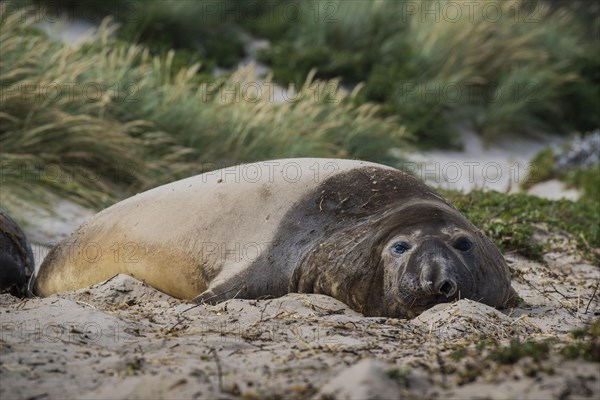 Southern elephant seal (Mirounga leonina)