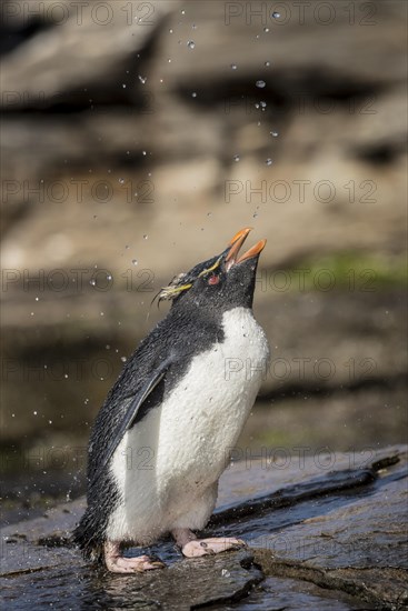 Rockhopper Penguin (Eudyptes chrysocome) cleans its plumage at a fresh water site