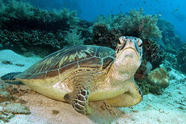 Green turtle (Chelonia mydas)