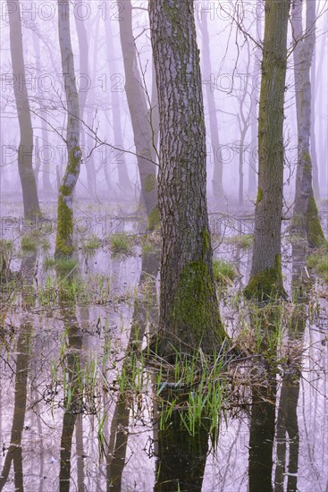 Erlenbruch at the Duemmer lake in the fog