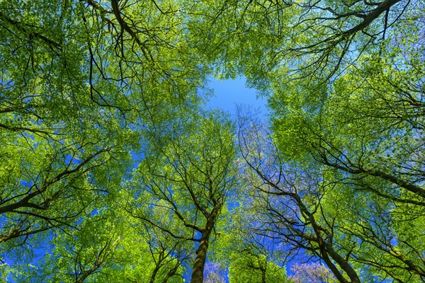 Beech leaf canopy (Fagus sylvatica) on Ruegen in spring