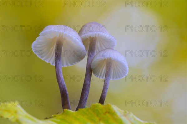 Mushroom group in the beech forest at the Schweingartensee in the UNESCO World Natural Heritage Site Beech Forest Serrahn in autumn